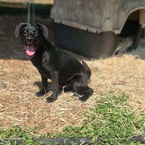 Enlarge Houston, a Adoptable mixed breed in Dover, AR image 1/3
