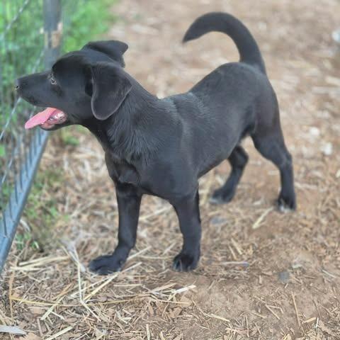 Enlarge Houston, a Adoptable mixed breed in Dover, AR image 2/3