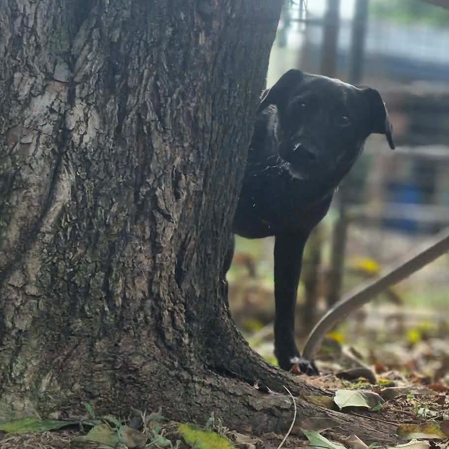 Enlarge Houston, a Adoptable mixed breed in Dover, AR image 2/3