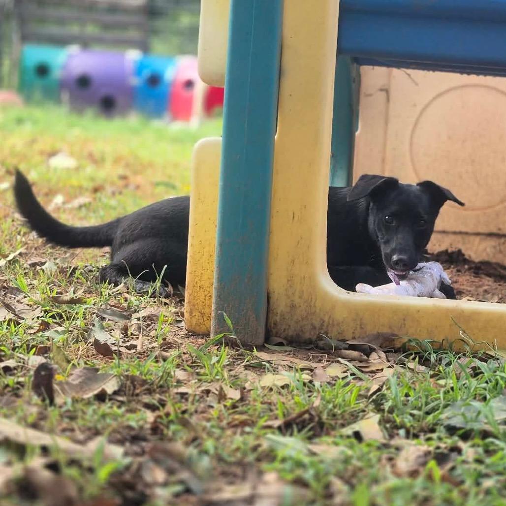 Enlarge Houston, a Adoptable mixed breed in Dover, AR image 3/3