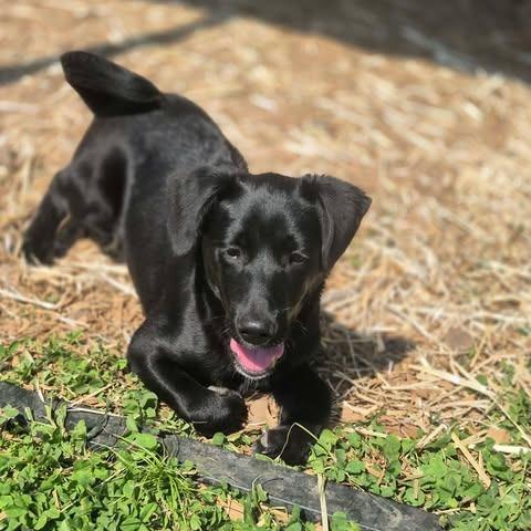Enlarge Houston, a Adoptable mixed breed in Dover, AR image 3/3
