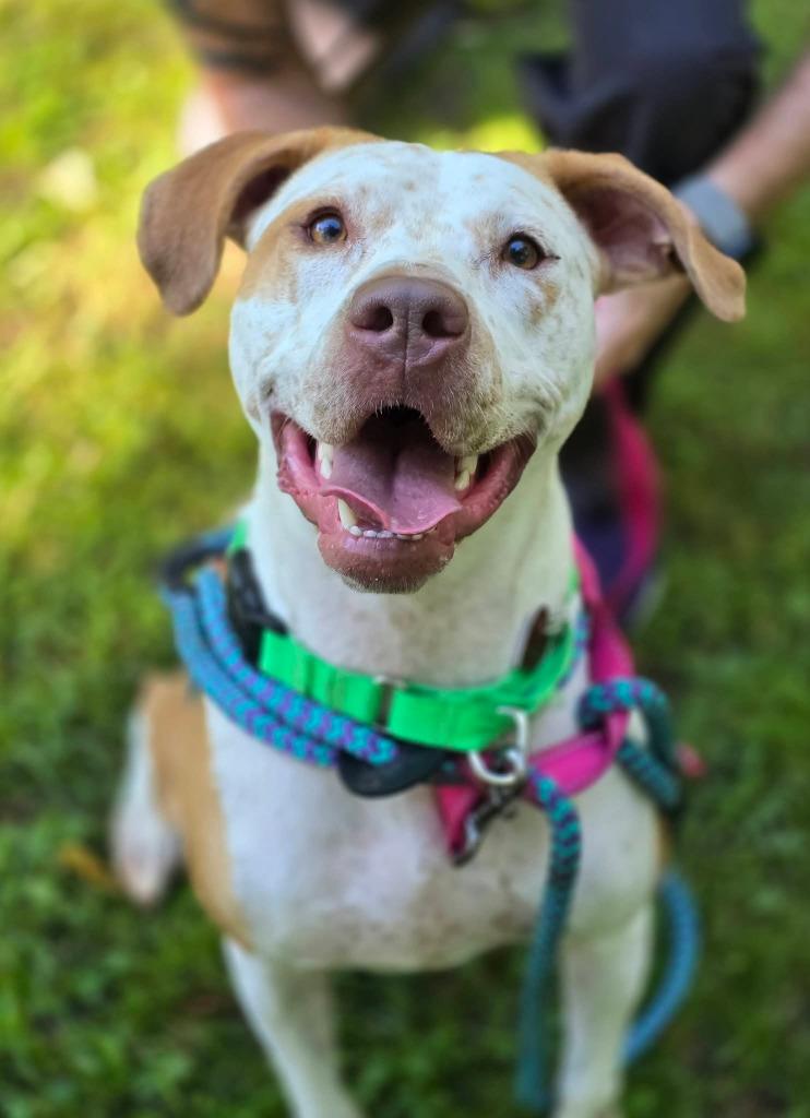 Enlarge India, a Adoptable mixed breed in Warren, MI image 1/6