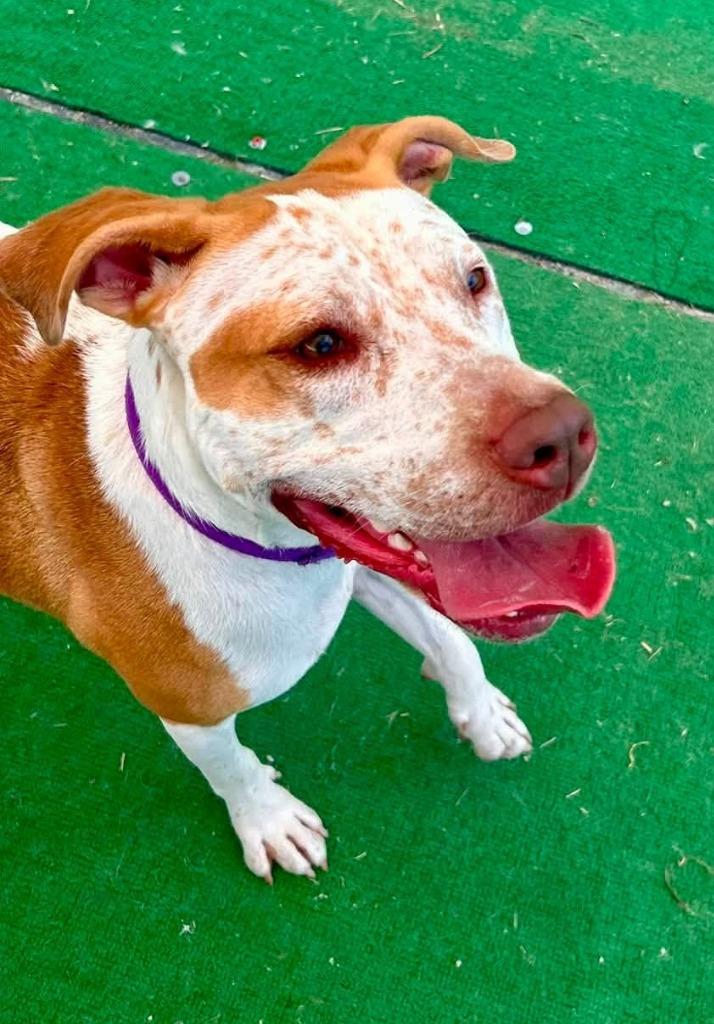 Enlarge India, a Adoptable mixed breed in Warren, MI image 2/6