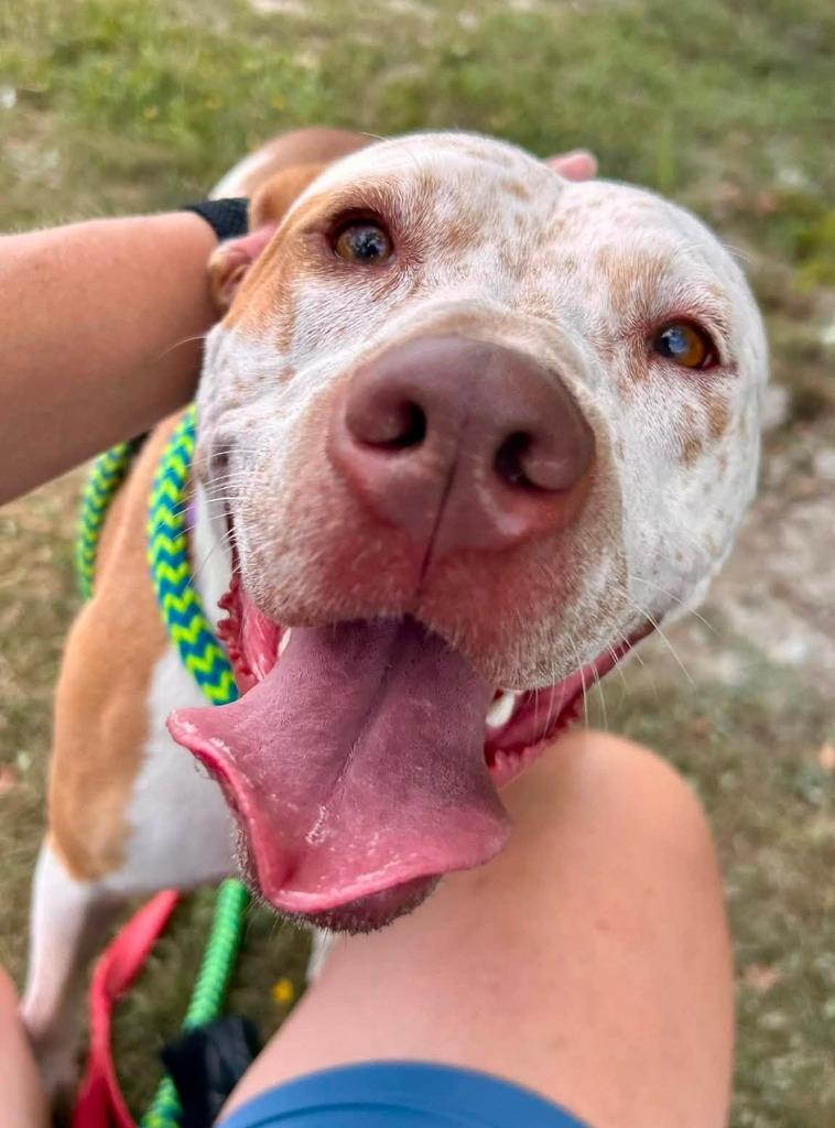 Enlarge India, a Adoptable mixed breed in Warren, MI image 3/6