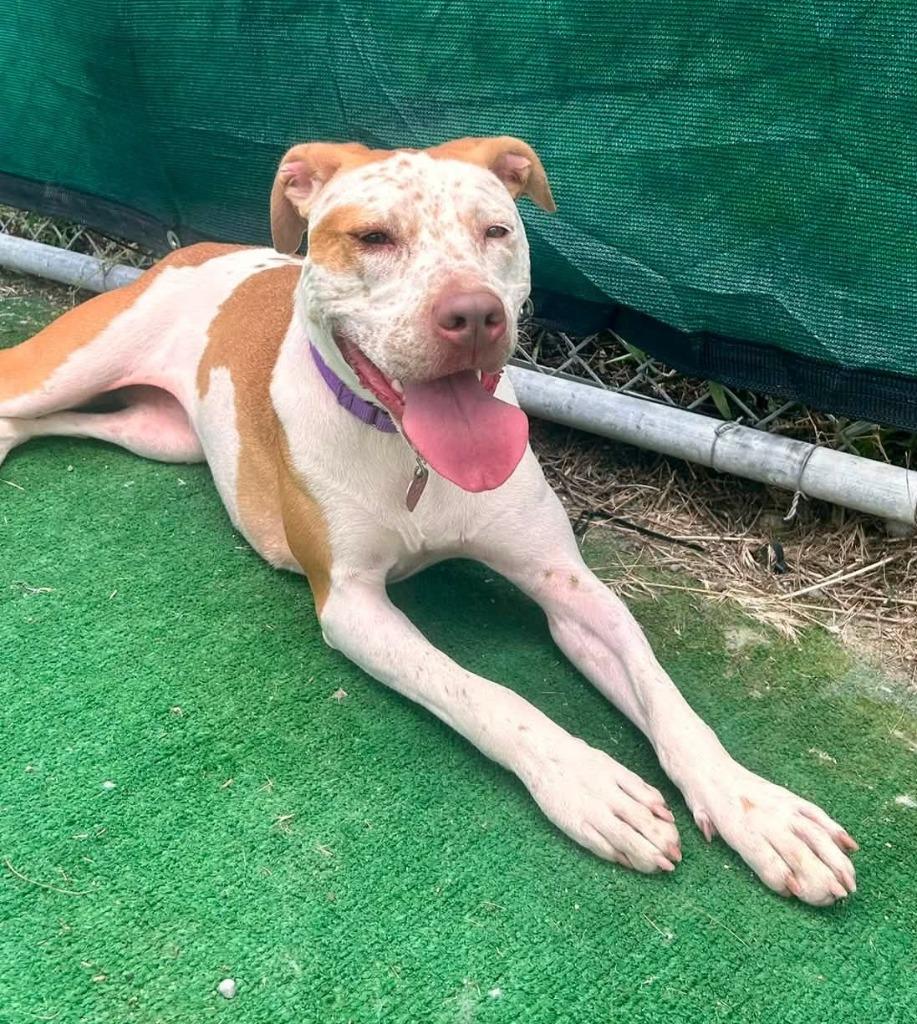 Enlarge India, a Adoptable mixed breed in Warren, MI image 4/6