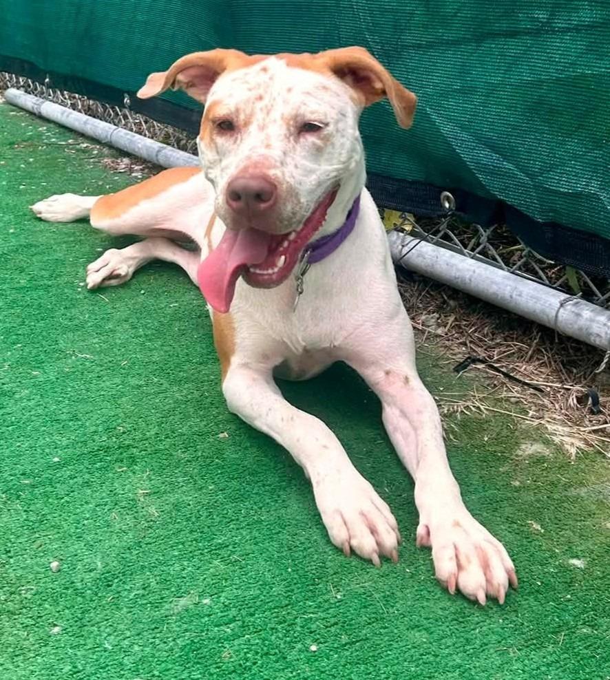 Enlarge India, a Adoptable mixed breed in Warren, MI image 5/6