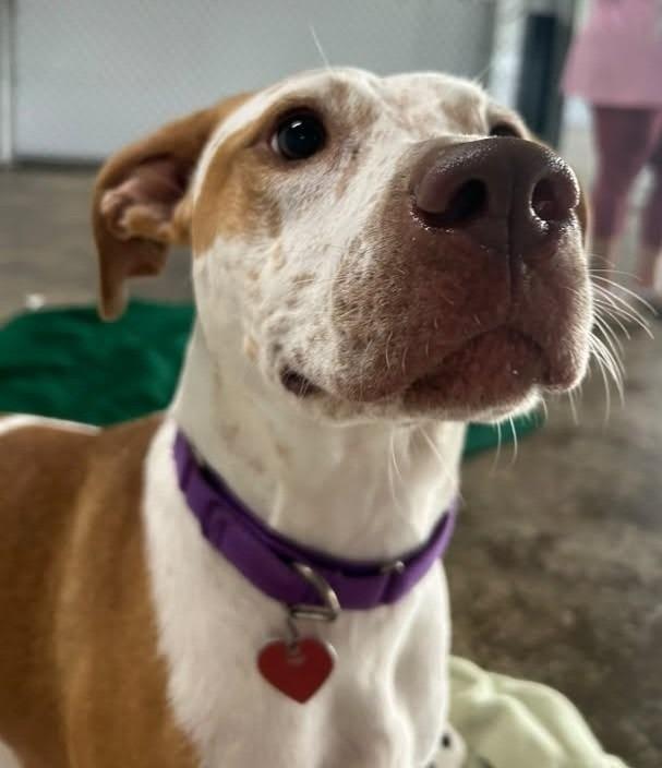 Enlarge India, a Adoptable mixed breed in Warren, MI image 6/6