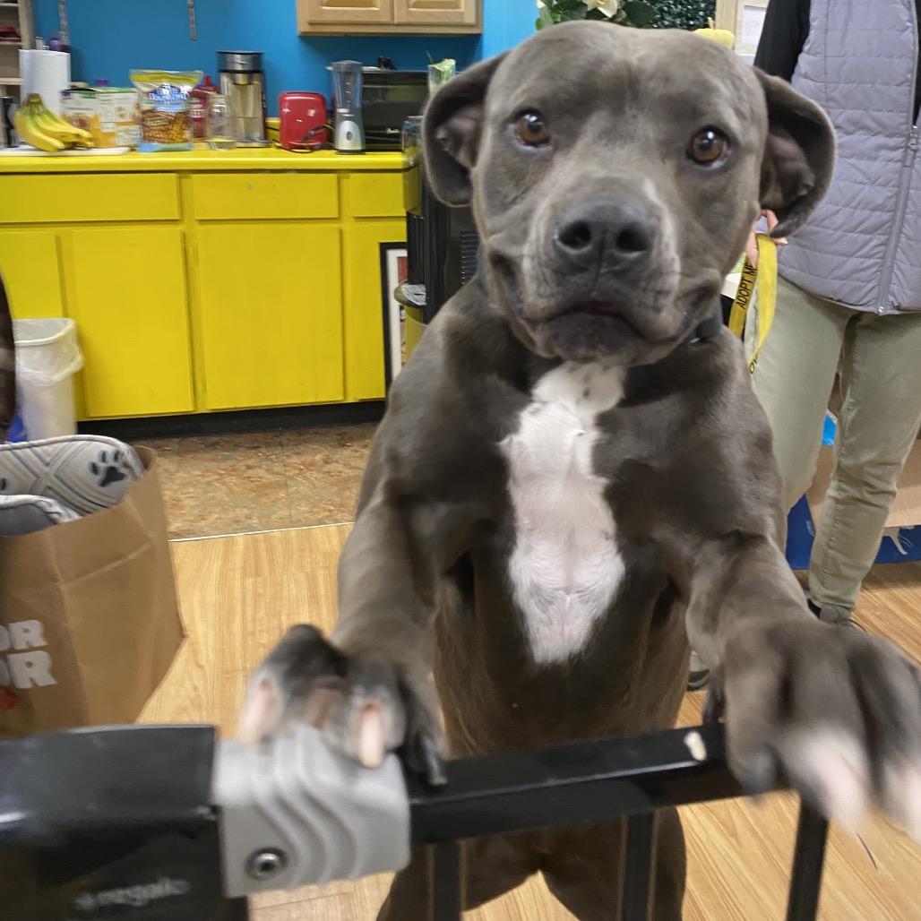 Lucy, Adoptable, Adult Female Pit Bull Terrier.