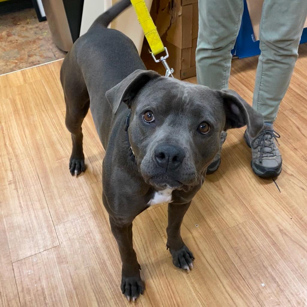 Enlarge Lucy, a Adoptable Pit Bull Terrier in Grand Junction, CO image 2/4