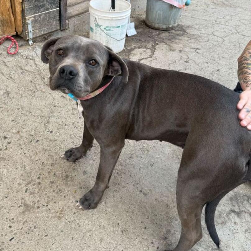 Enlarge Lucy, a Adoptable Pit Bull Terrier in Grand Junction, CO image 3/4