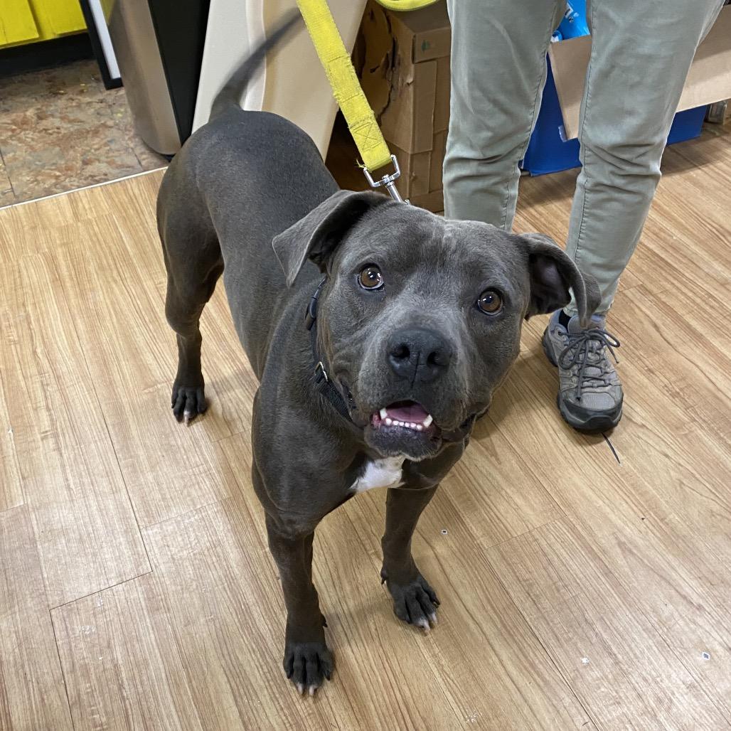 Lucy, a Adoptable Pit Bull Terrier in Grand Junction, CO image 3/4