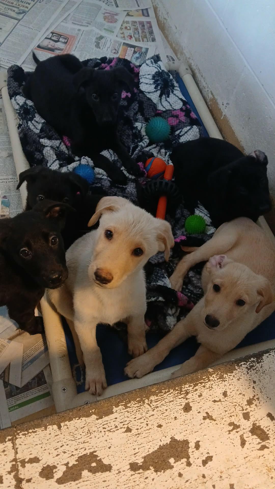 Enlarge Brady Bunch Litter (Lab Puppies), a Adoptable mixed breed in Tappahannock, VA image 2/2