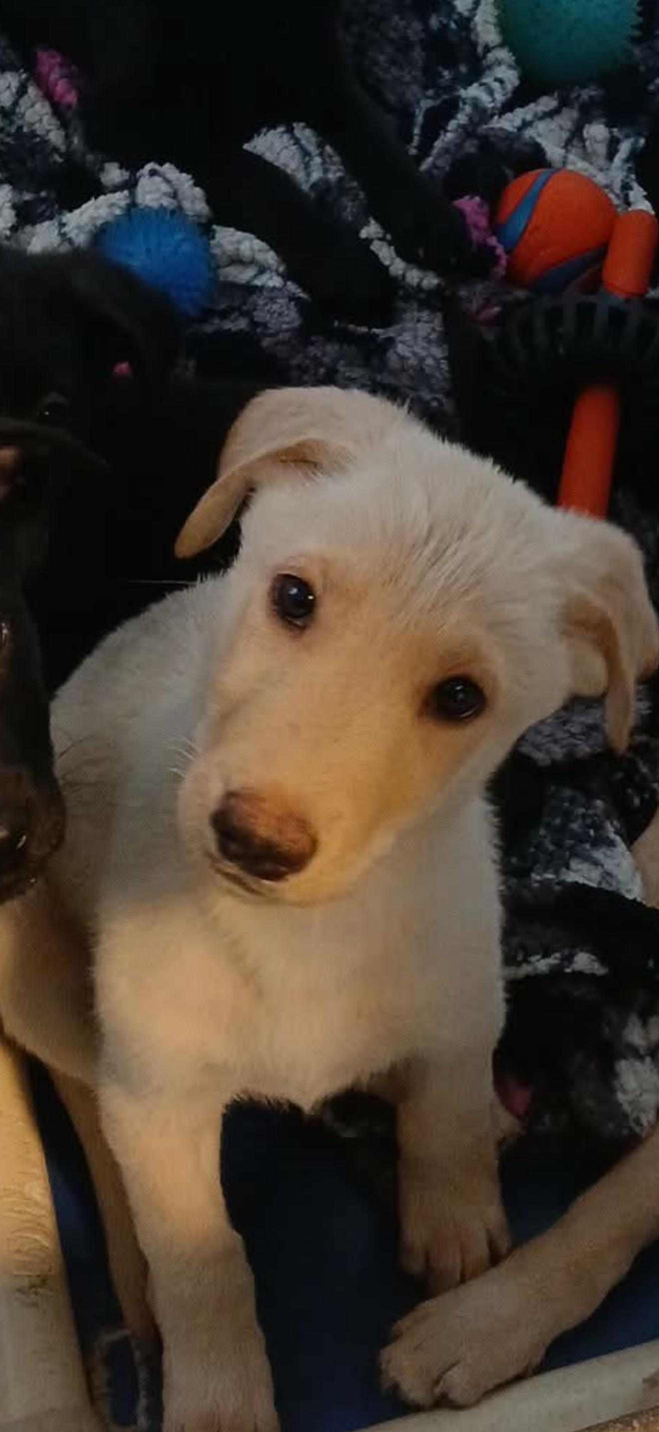 Brady Bunch Litter (Lab Puppies), Adoptable, Puppy Male Labrador Retriever.
