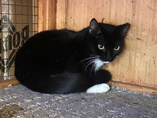 Sarah, Adoptable, Young Female Domestic Short Hair.