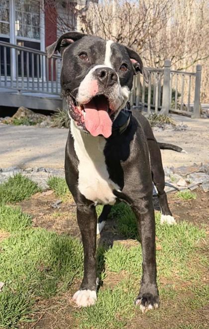 Enlarge George , a ADOPTABLE mixed breed in Dahlonega, GA image 1/1