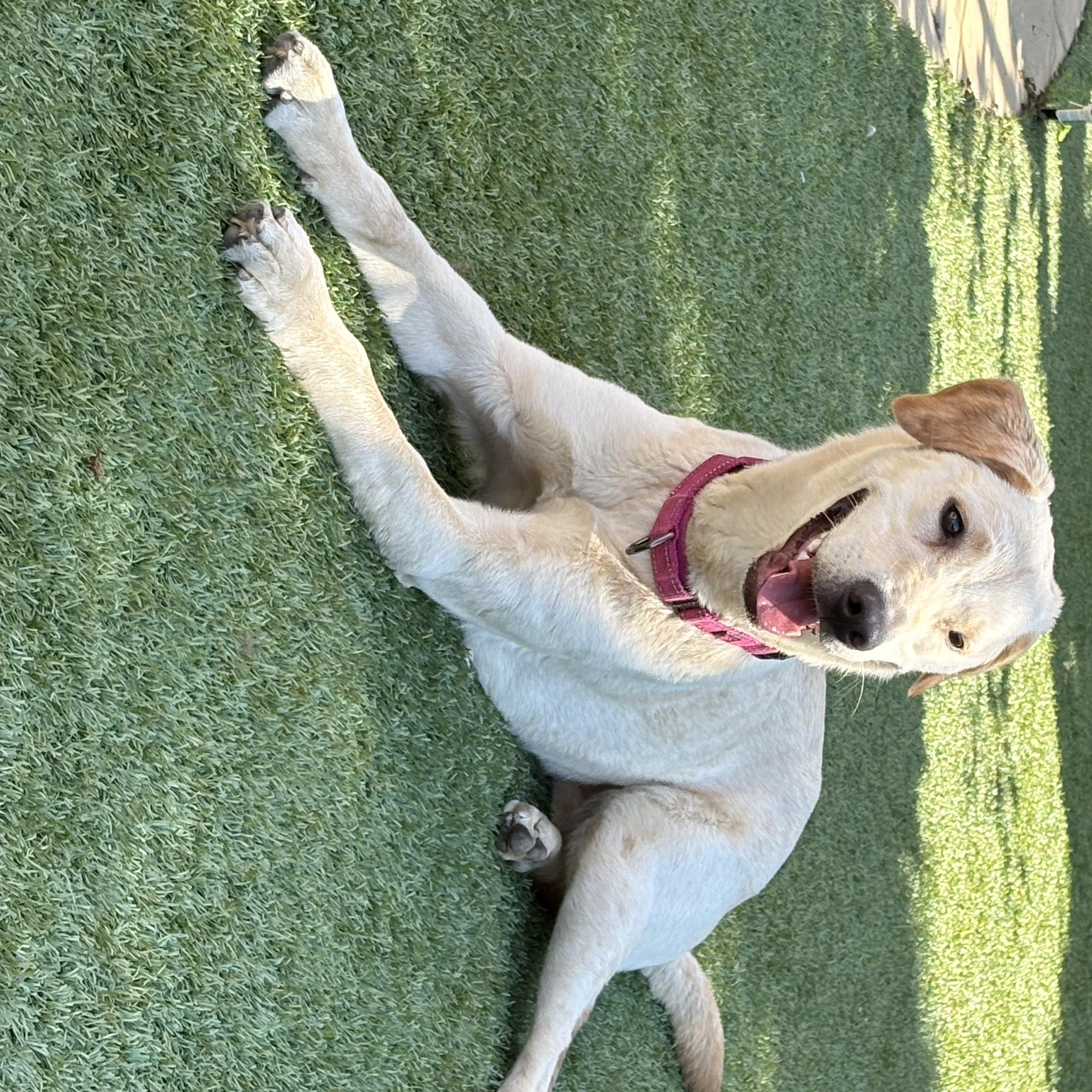 Lexi, a ADOPTABLE mixed breed in Los Angeles, CA image 4/6