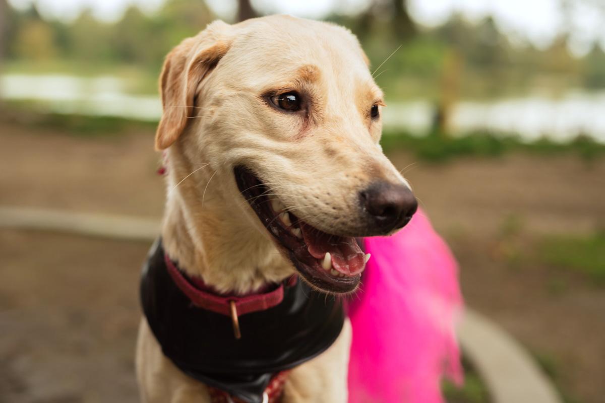 Lexi, a ADOPTABLE mixed breed in Los Angeles, CA image 1/6