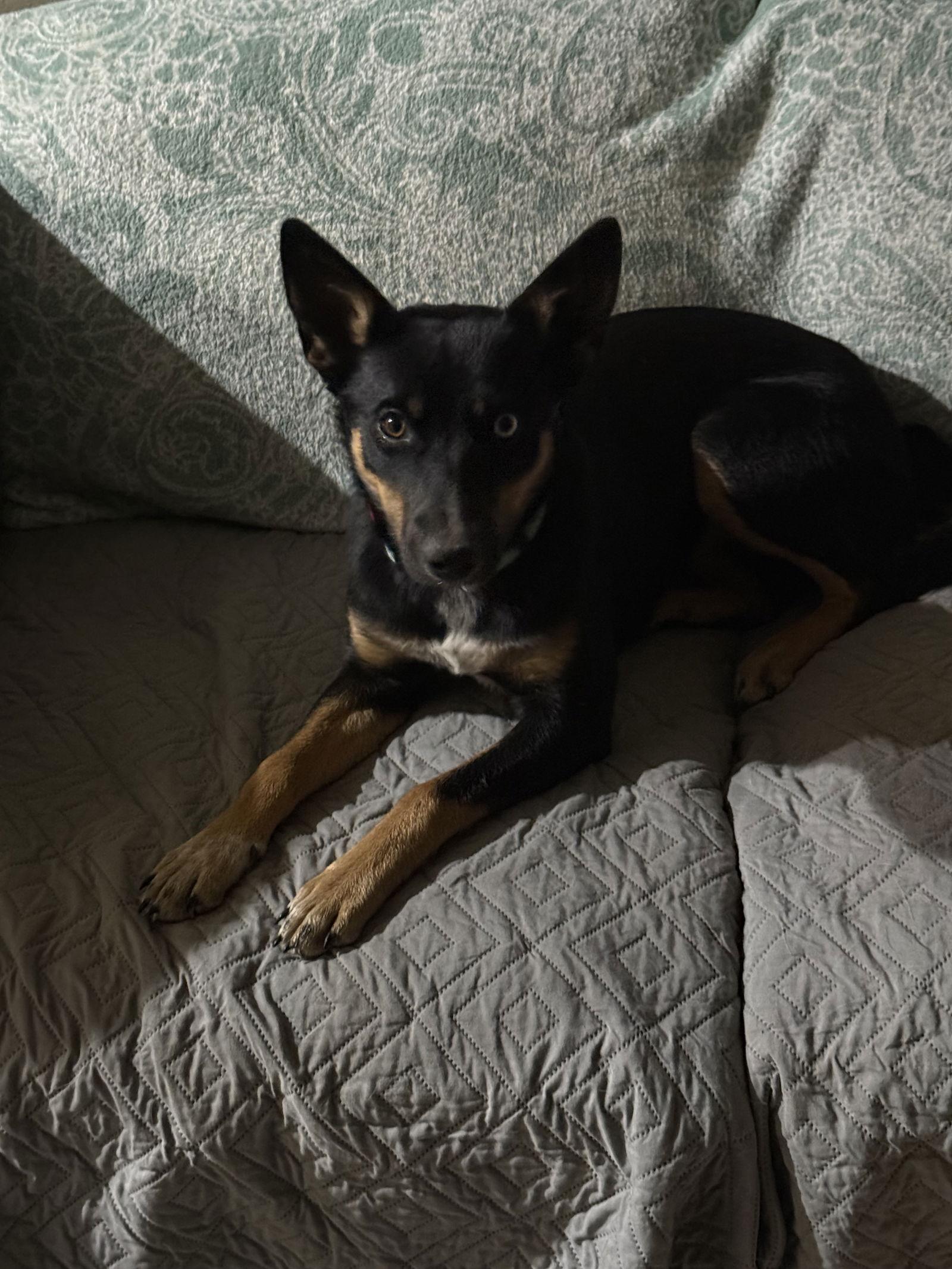 Blue, Adopted, Young Female Border Collie & Australian Kelpie.