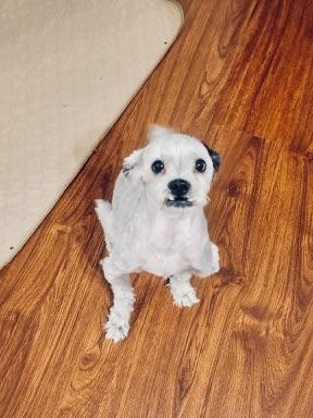 Enlarge Speedy, a ADOPTABLE Maltipoo in Verona , NJ image 6/6