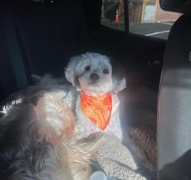 Enlarge Speedy, a ADOPTABLE Maltipoo in Verona , NJ image 4/6