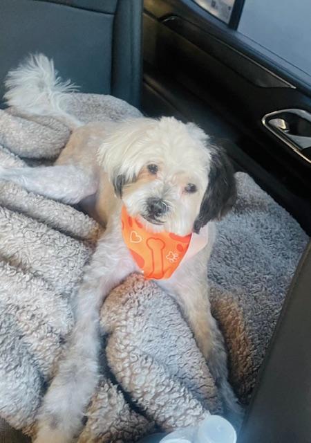 Enlarge Speedy, a ADOPTABLE Maltipoo in Verona , NJ image 2/6