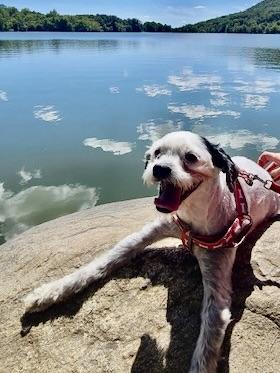 Enlarge Speedy, a ADOPTABLE Maltipoo in Verona , NJ image 3/6