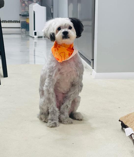 Enlarge Speedy, a ADOPTABLE Maltipoo in Verona , NJ image 1/6