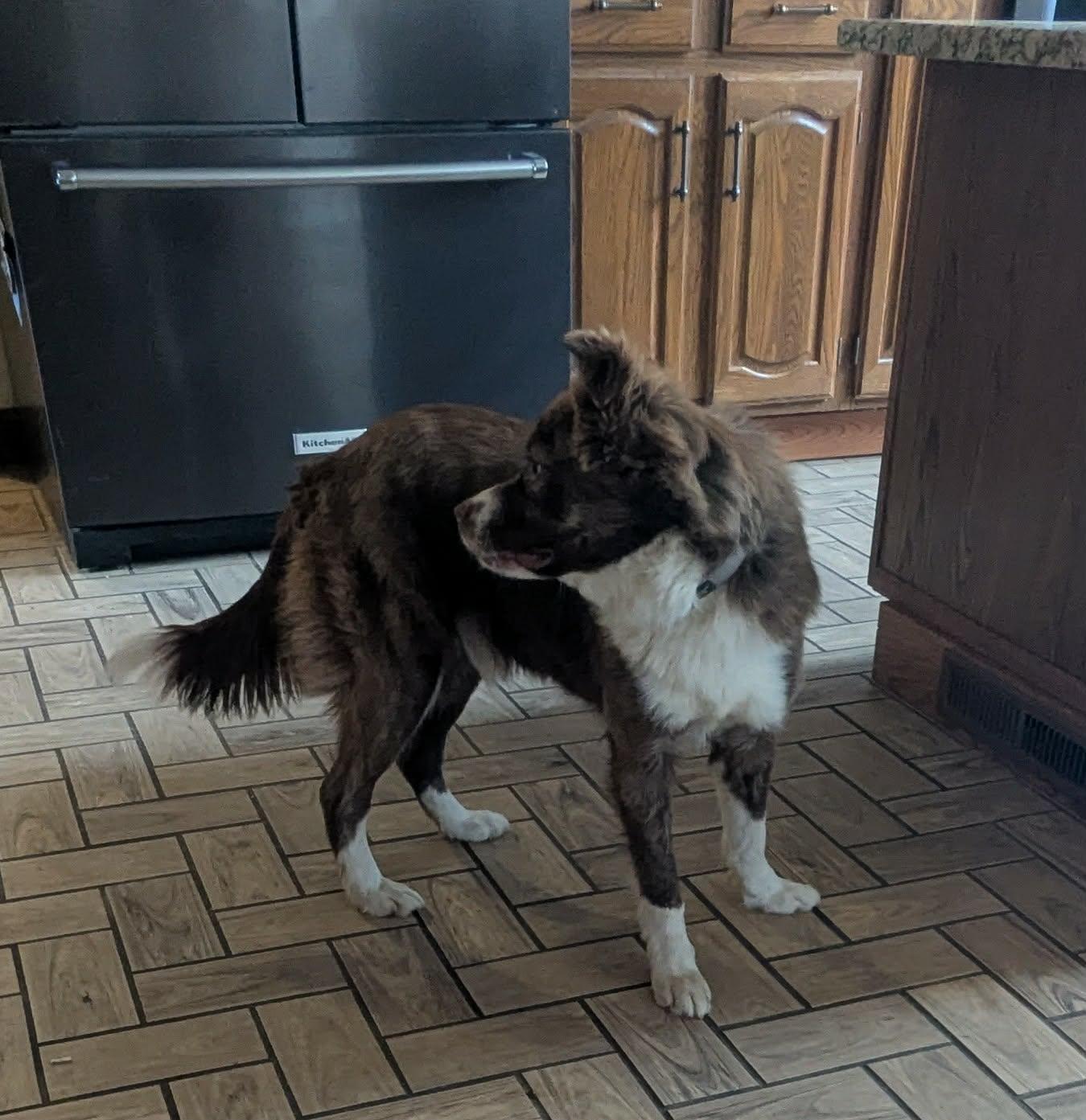 Enlarge Tucker, an adopted mixed breed in Joliet, IL image 3/4