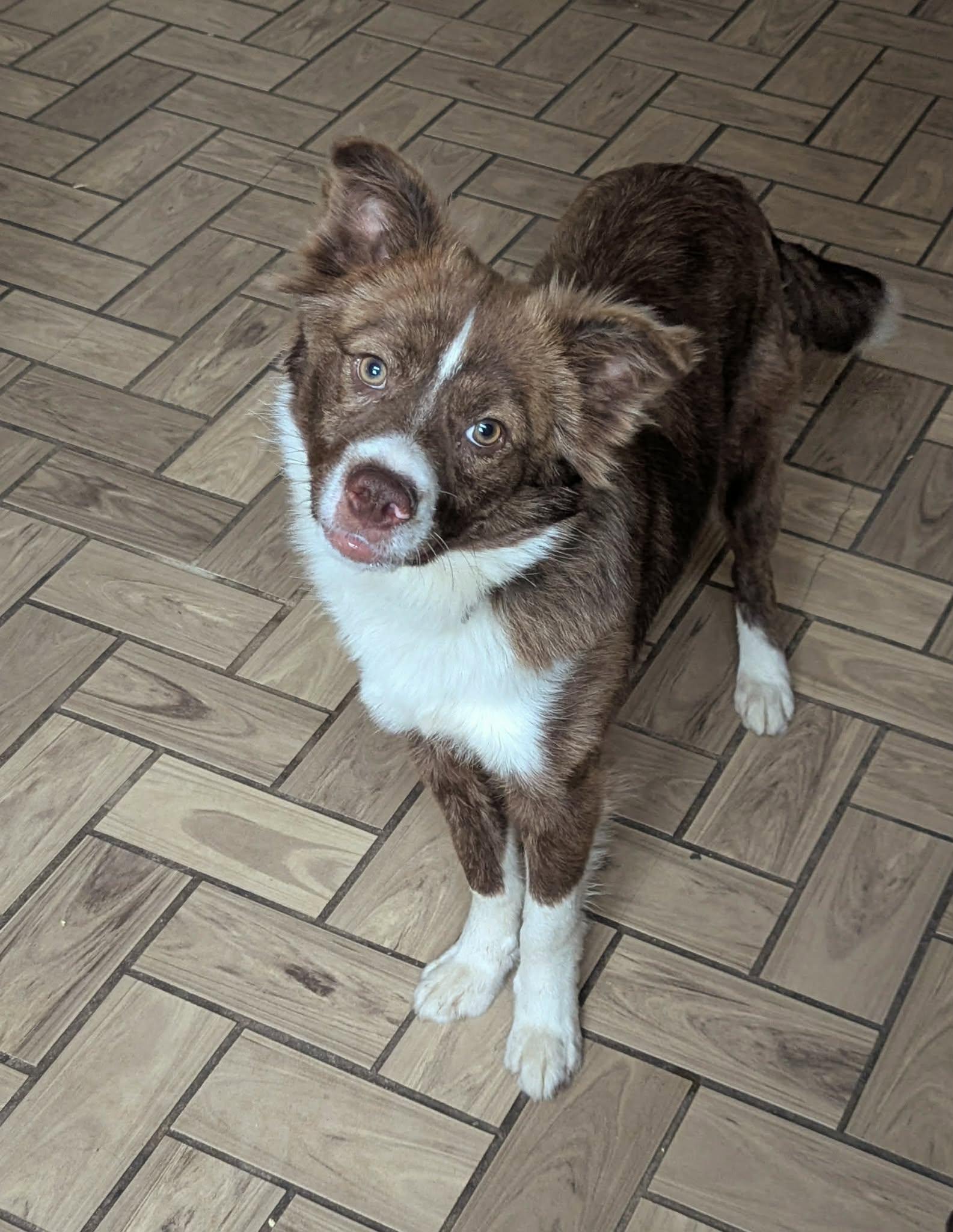 Tucker, adopted, Puppy Male Australian Shepherd & Border Collie.