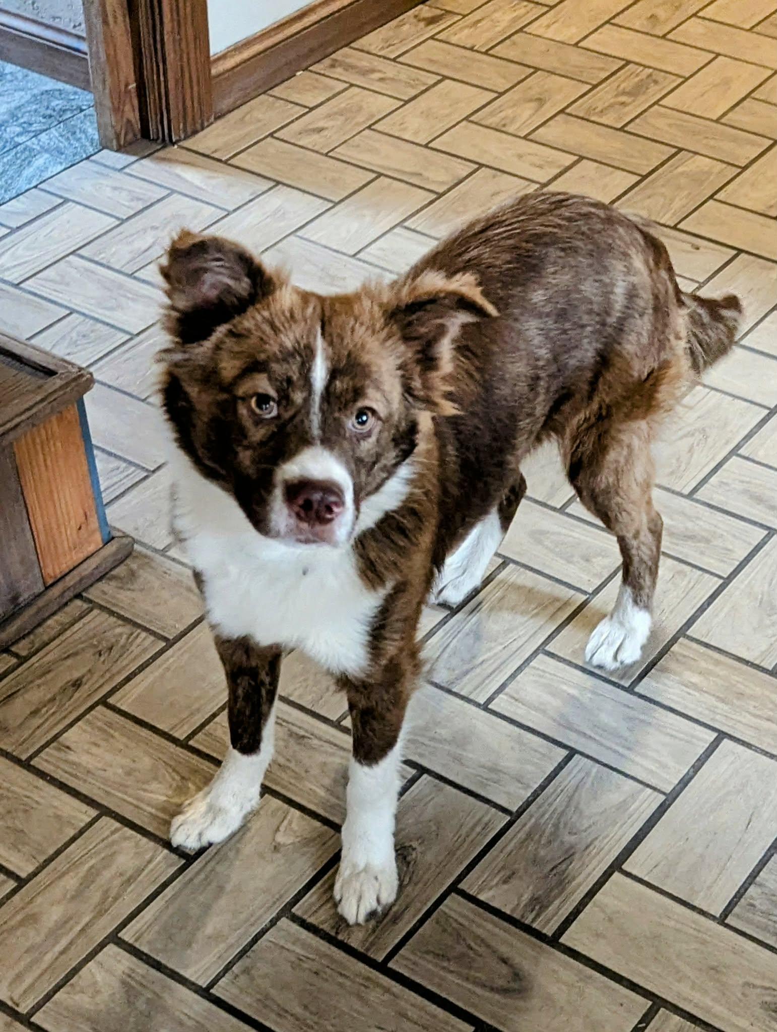 Enlarge Tucker, an adopted mixed breed in Joliet, IL image 2/4
