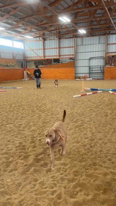 Enlarge Tucker, an adopted mixed breed in Joliet, IL video 4/4