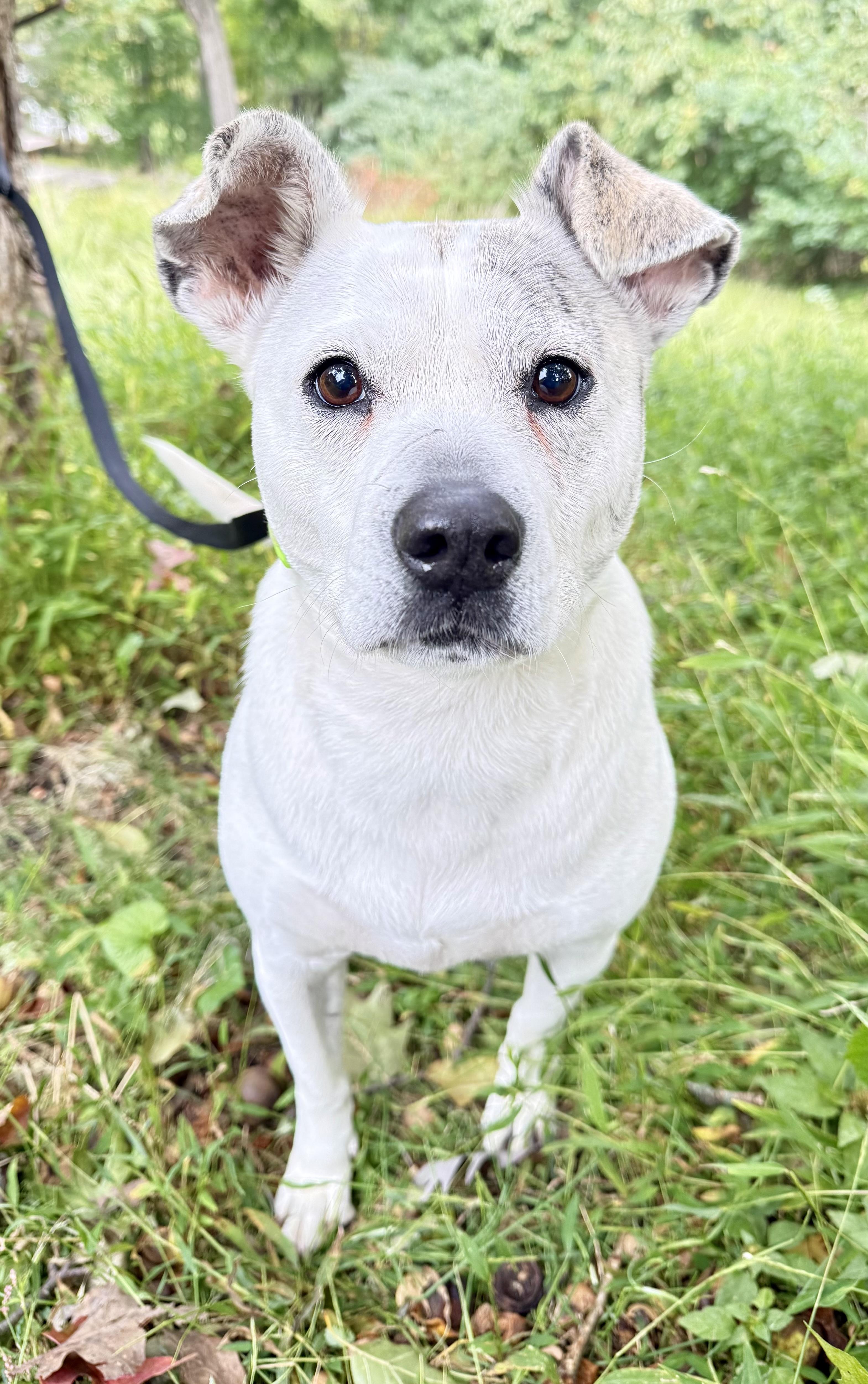 Enlarge Winter, a Adoptable mixed breed in Tomkins Cove, NY image 4/4