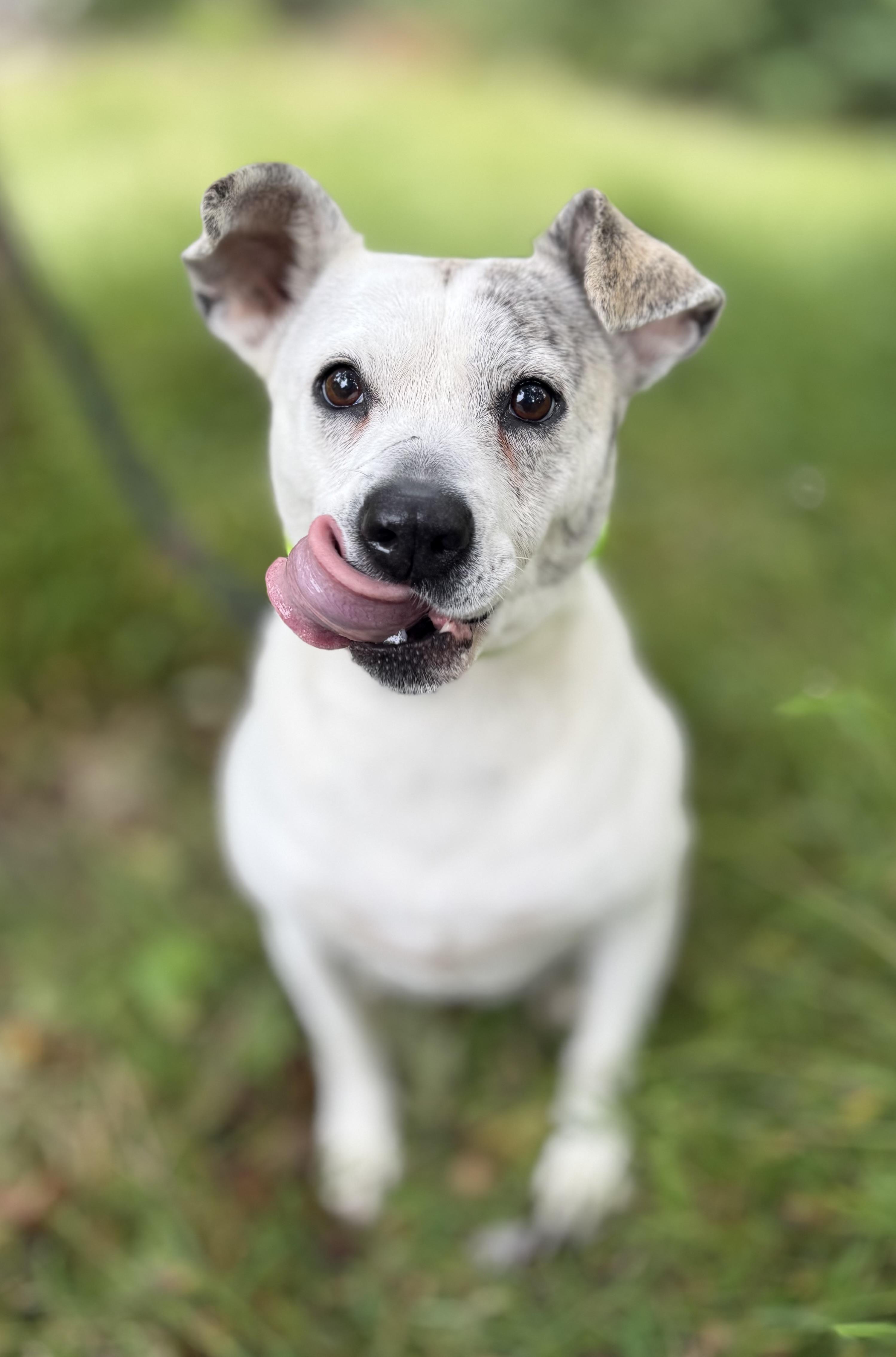 Winter, Adoptable, Senior Female Terrier & Mixed Breed.