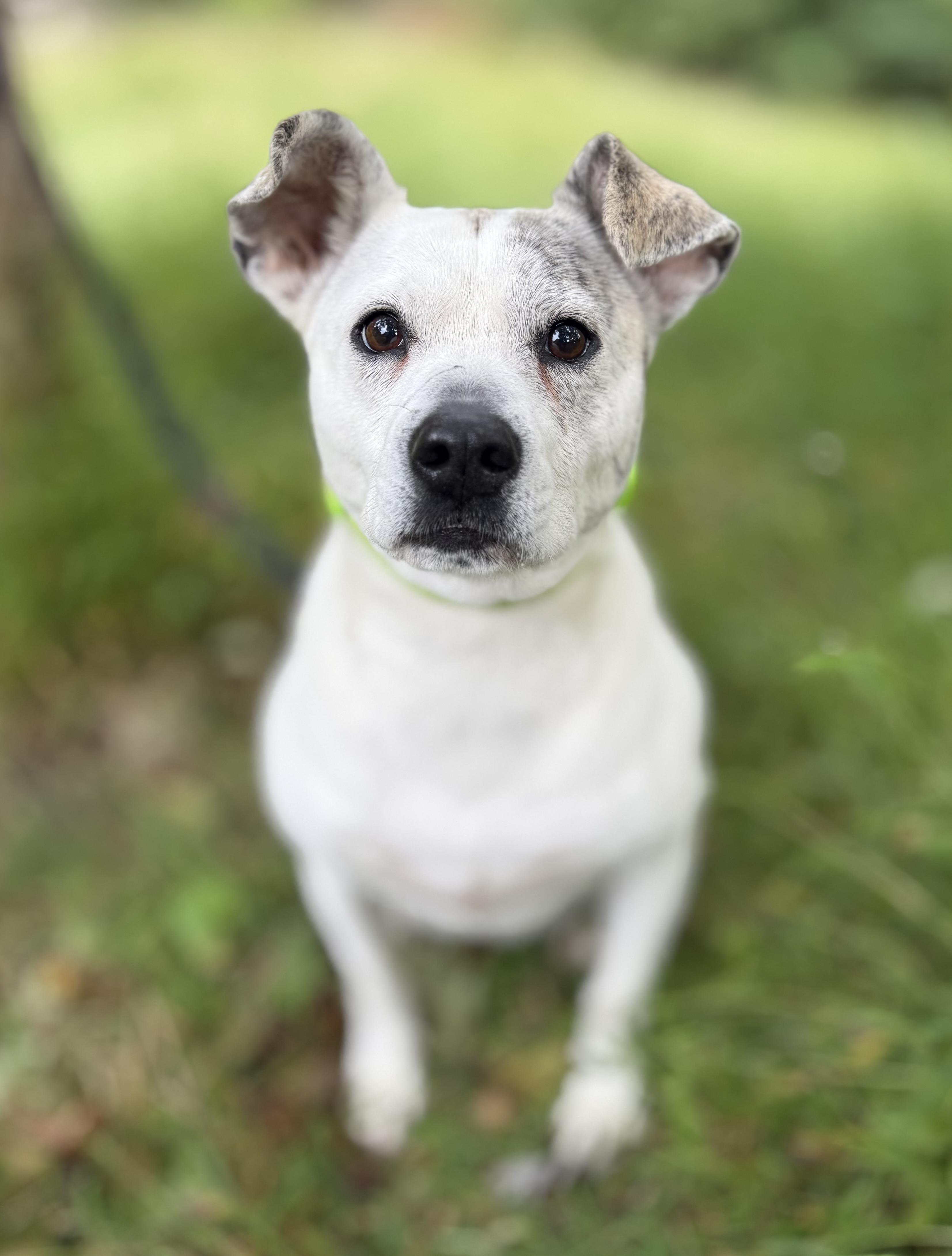 Enlarge Winter, a Adoptable mixed breed in Tomkins Cove, NY image 2/4