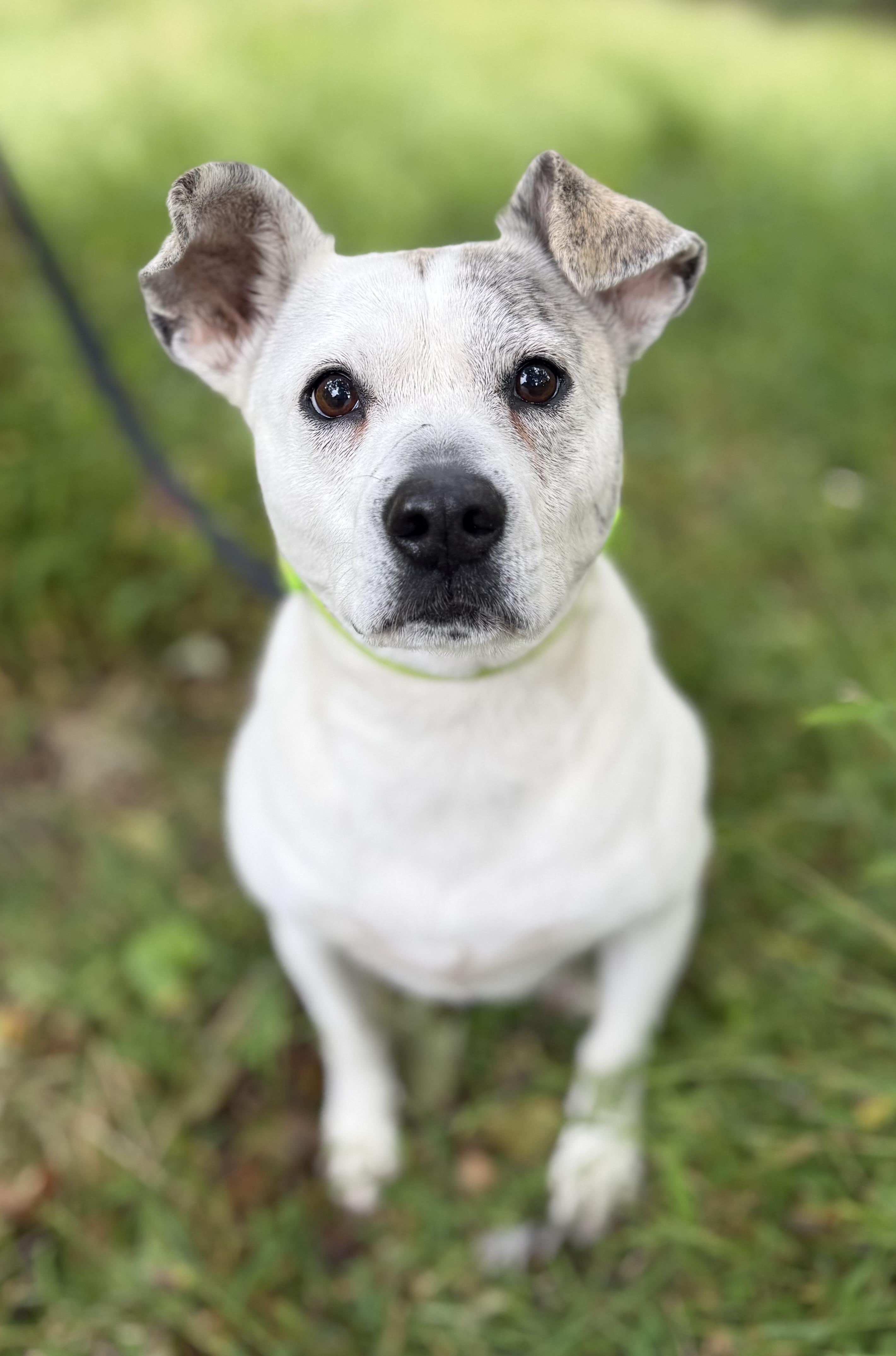 Enlarge Winter, a Adoptable mixed breed in Tomkins Cove, NY image 3/4