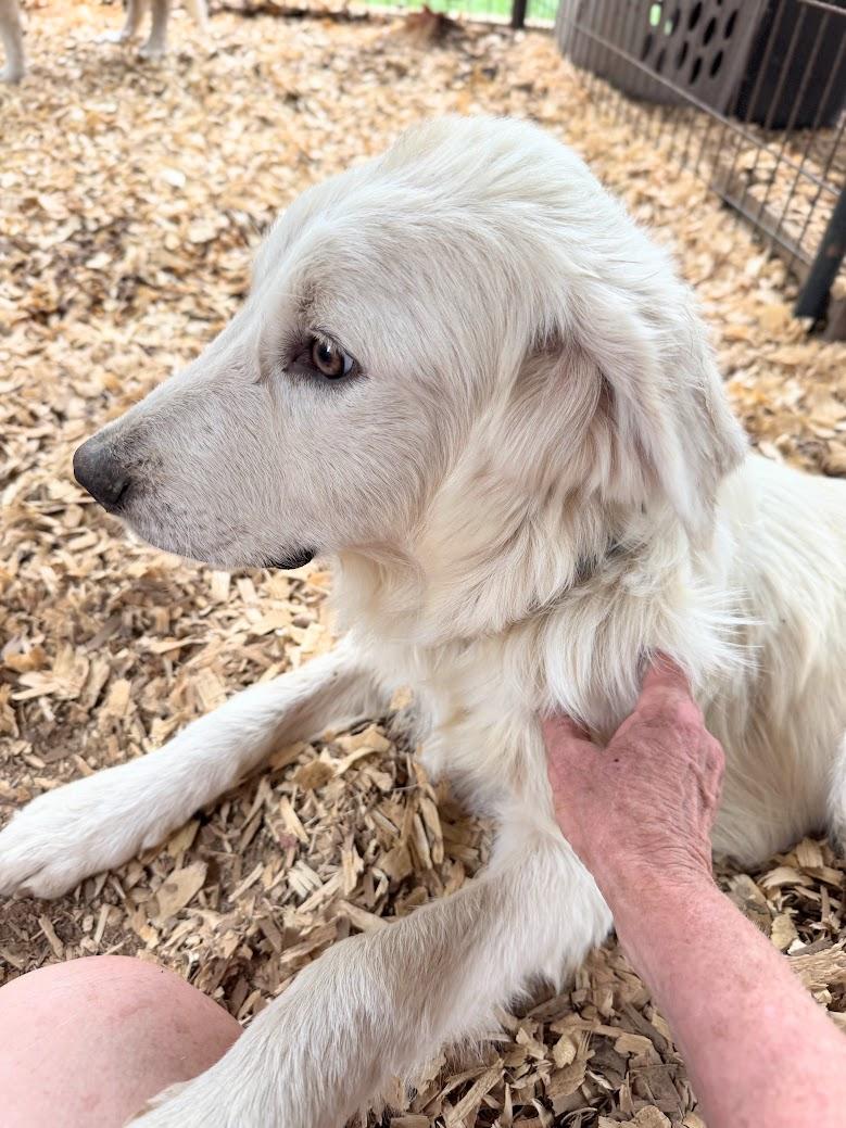 GRACE -Fostered in the Northeast!!