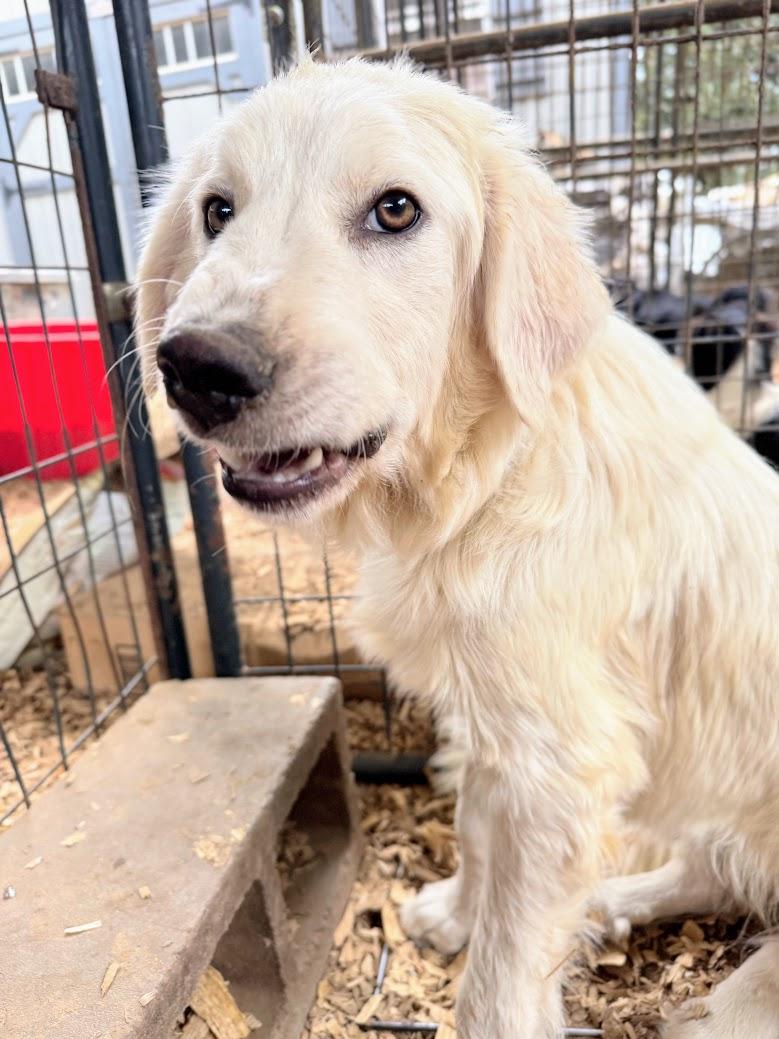 GRACE -Fostered in the Northeast!!