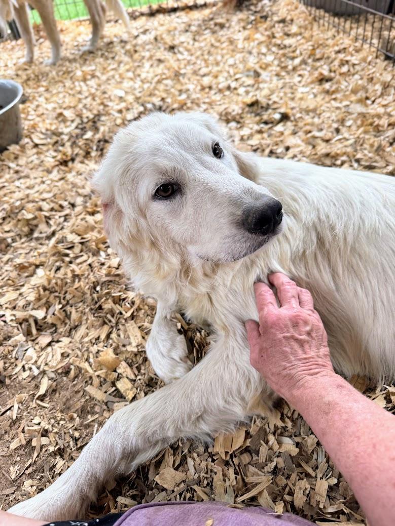 GRACE -Fostered in the Northeast!!