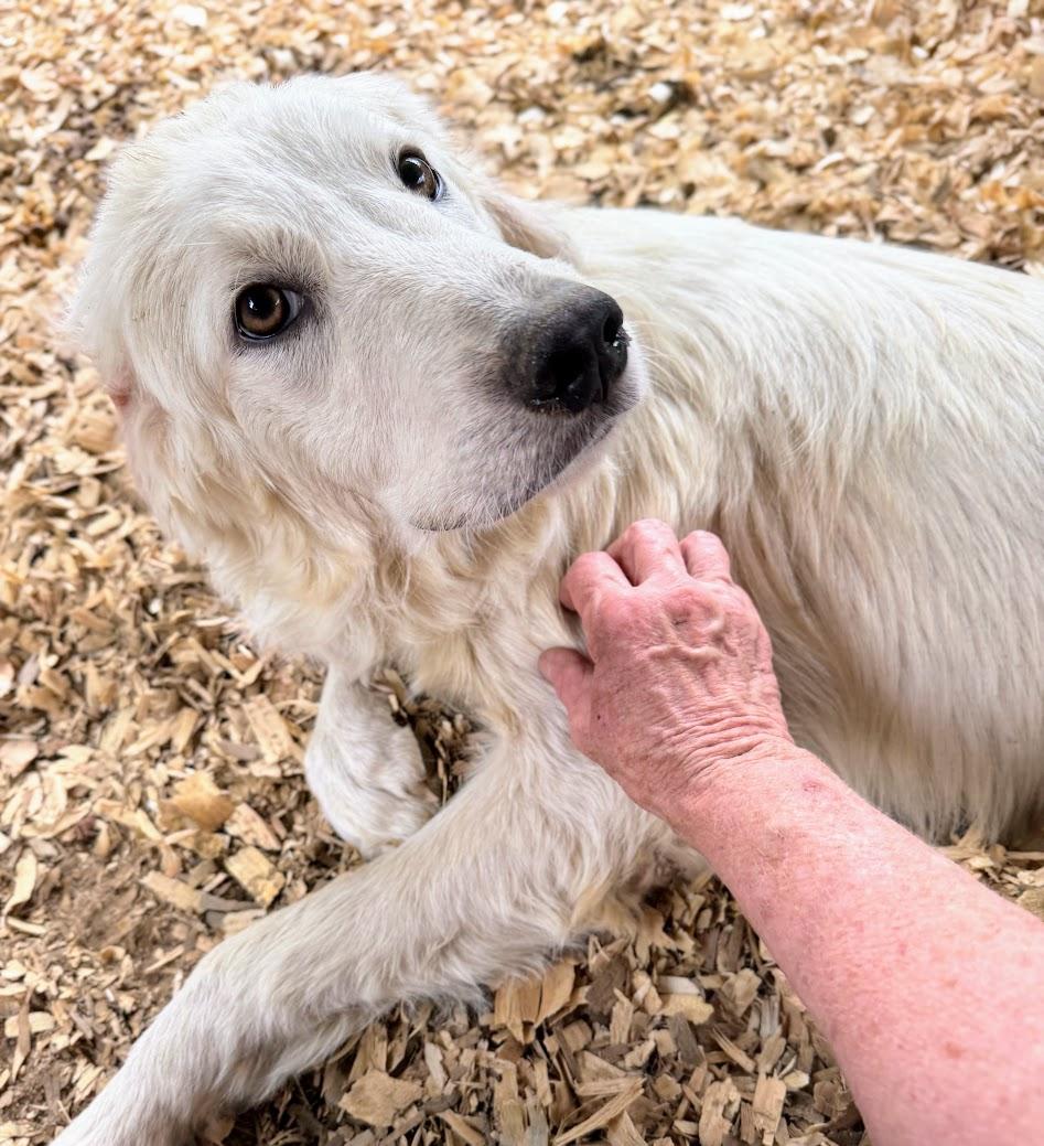 GRACE -Fostered in the Northeast!!