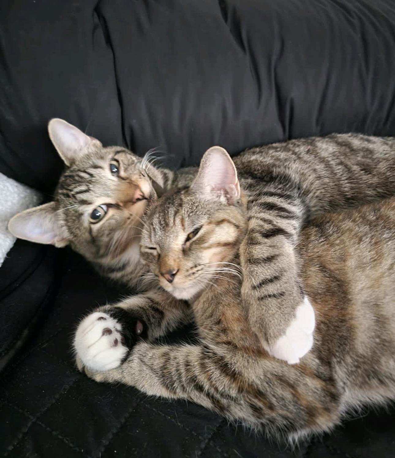 Enlarge Stormy (best friends with Ruby), an adoptable American Shorthair in Austin, TX image 1/5