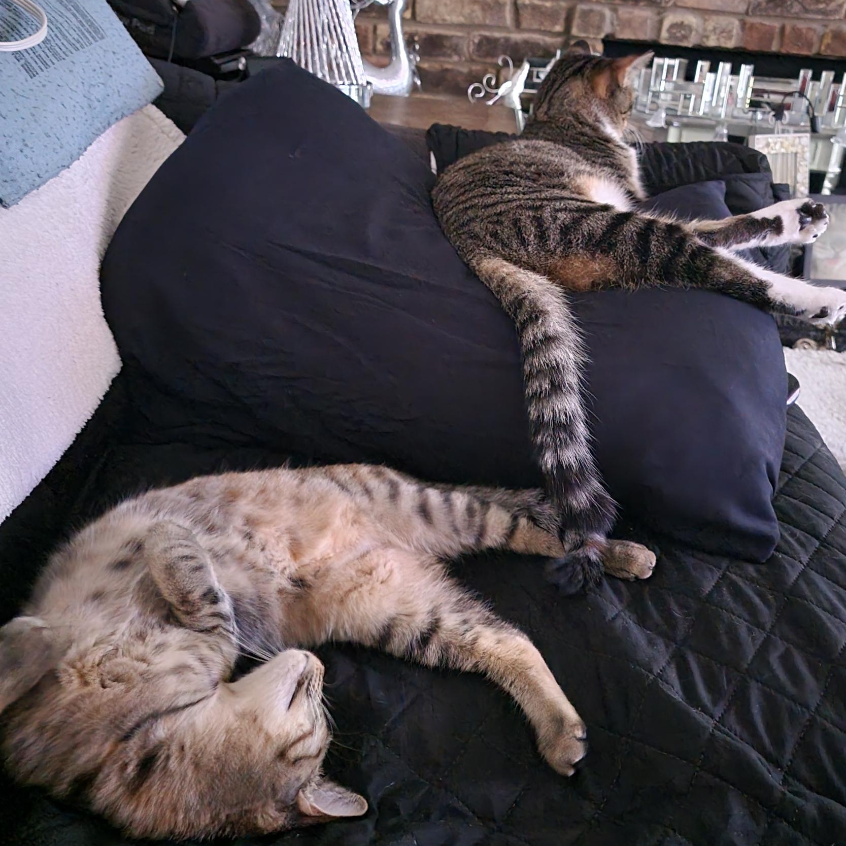 Enlarge Stormy (best friends with Ruby), an adoptable American Shorthair in Austin, TX image 5/5