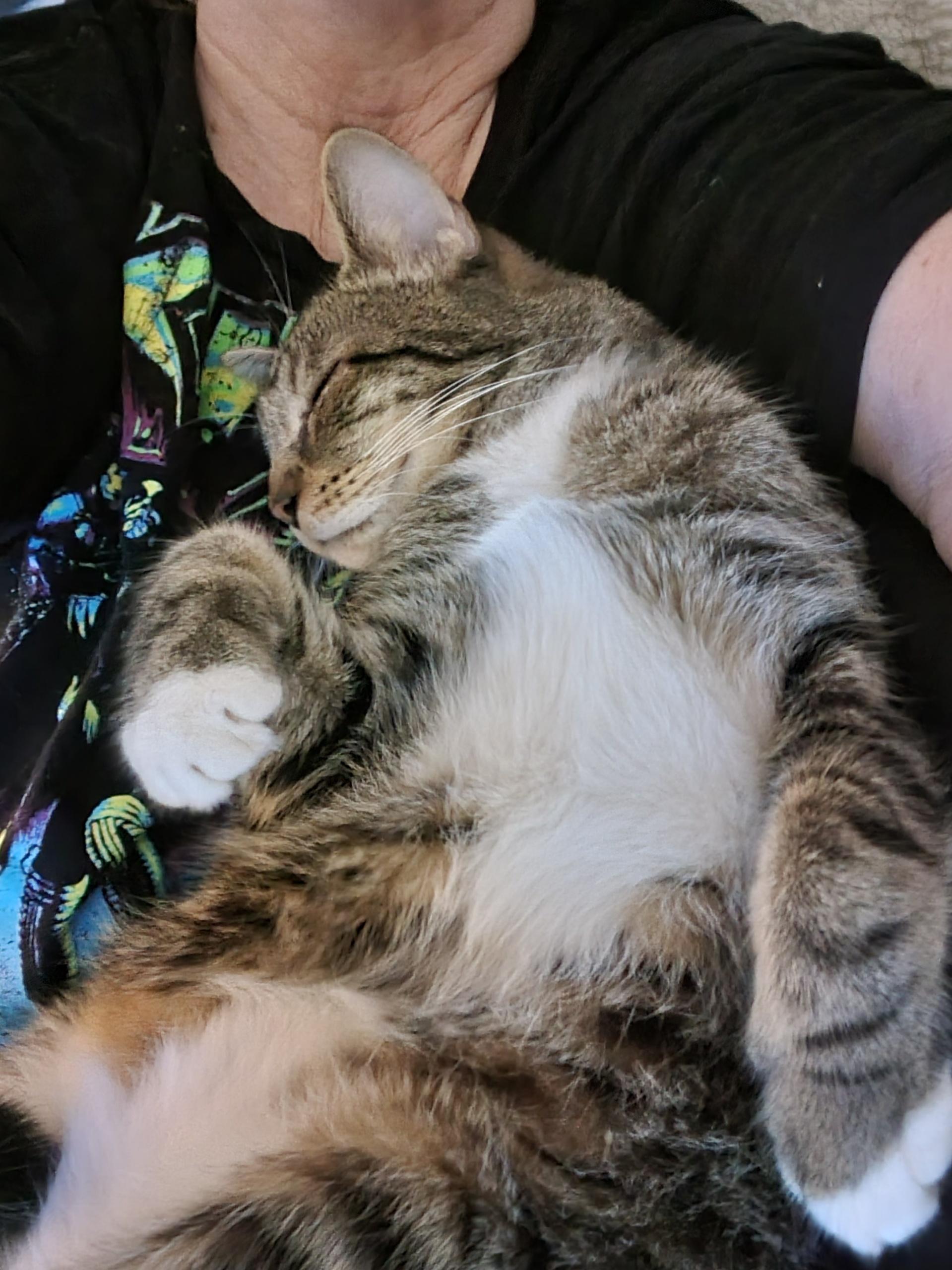 Enlarge Stormy (best friends with Ruby), an adoptable American Shorthair in Austin, TX image 3/5