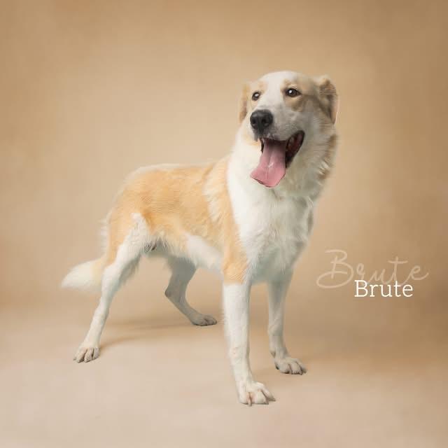 Brute, a Adoptable mixed breed in Ada, OK image 1/4