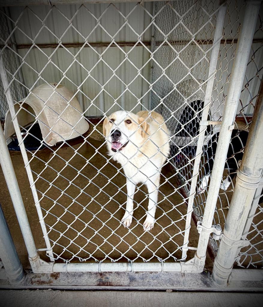 Brute, Adoptable, Adult Male Retriever & Shepherd.
