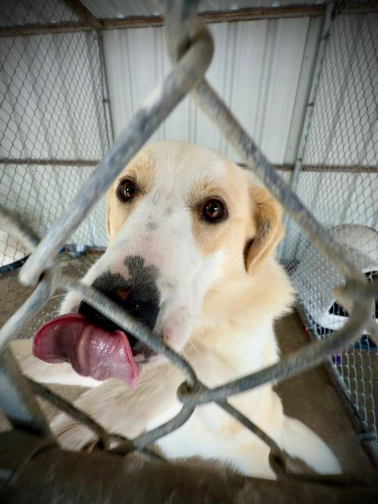 Brute, a Adoptable mixed breed in Ada, OK image 2/6