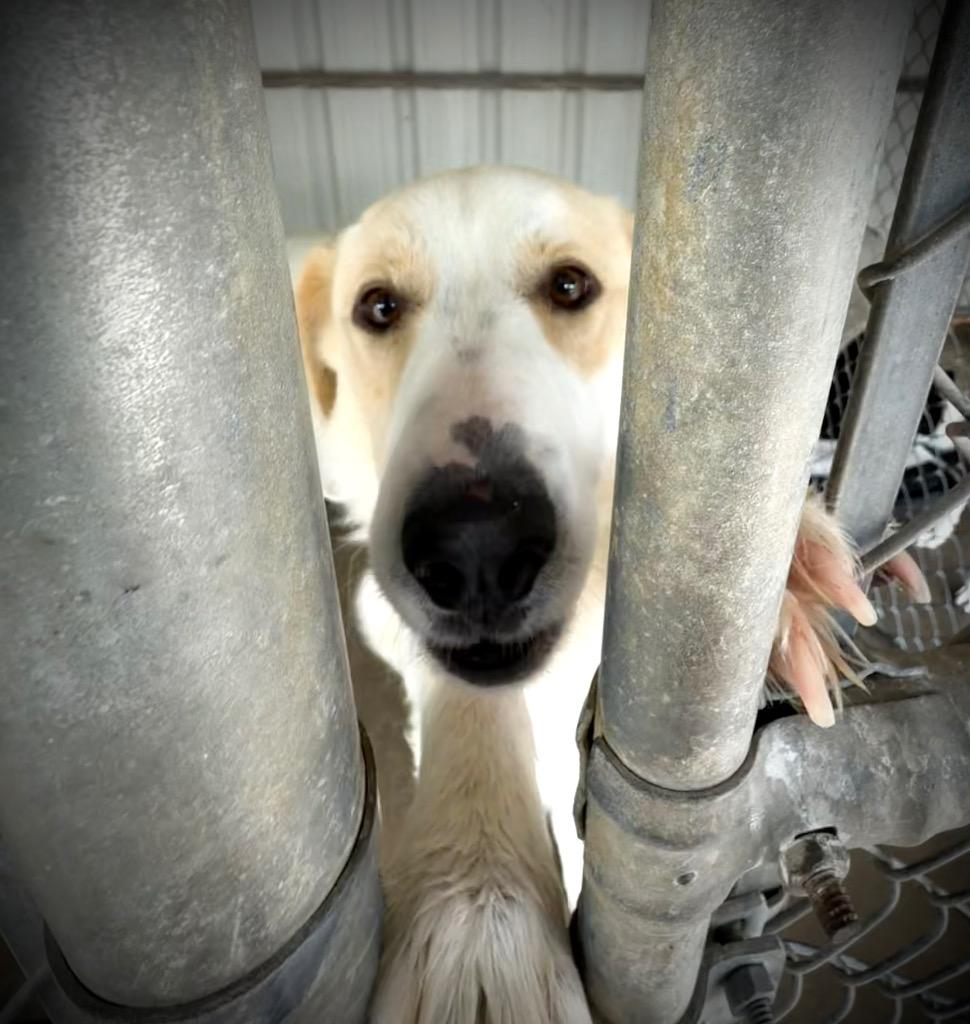 Brute, a Adoptable mixed breed in Ada, OK image 4/6