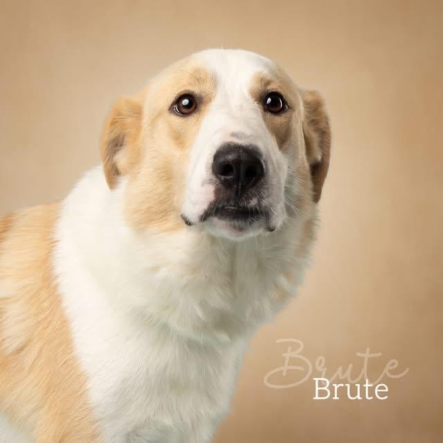 Brute, a Adoptable mixed breed in Ada, OK image 2/4