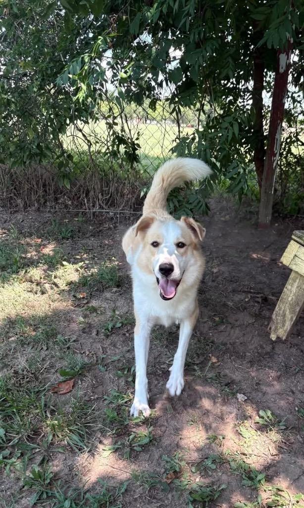 Brute, a Adoptable mixed breed in Ada, OK image 3/4