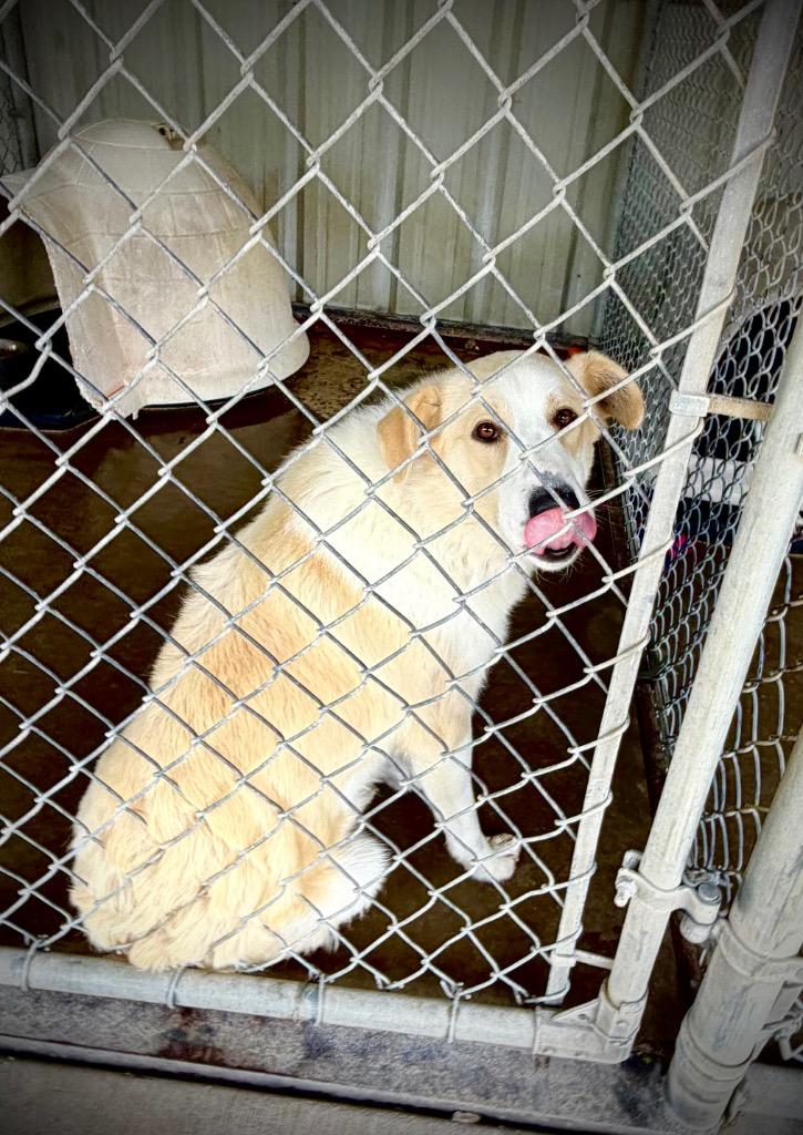 Brute, a Adoptable mixed breed in Ada, OK image 6/6
