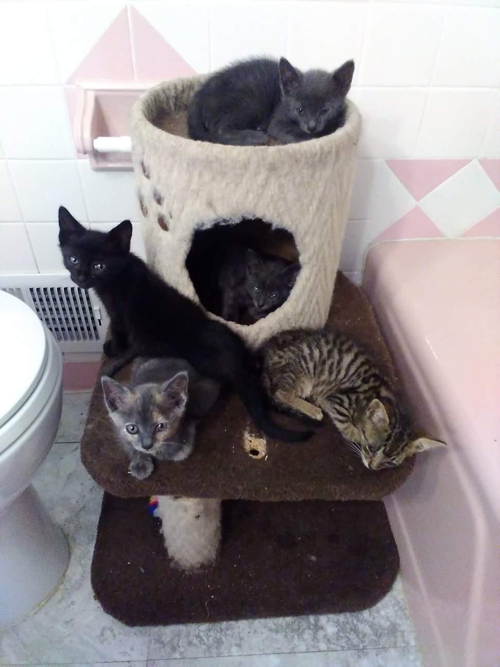 Merry, a Adopted Domestic Short Hair in Decatur, GA image 1/3